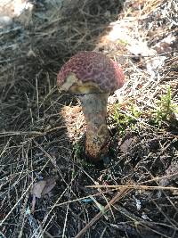 Suillus spraguei image