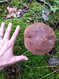 Tylopilus plumbeoviolaceus image