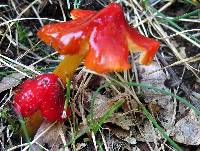 Hygrocybe acutoconica image