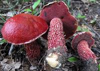 Butyriboletus frostii image