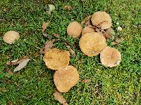 Boletus pallidoroseus image