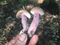 Tylopilus plumbeoviolaceus image