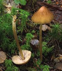 Entoloma luteum image