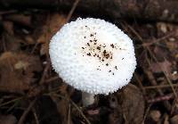 Amanita abrupta image