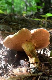 Boletus durhamensis image