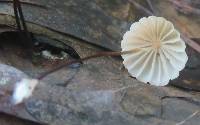 Marasmius siccus image