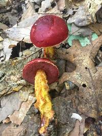 Butyriboletus frostii image