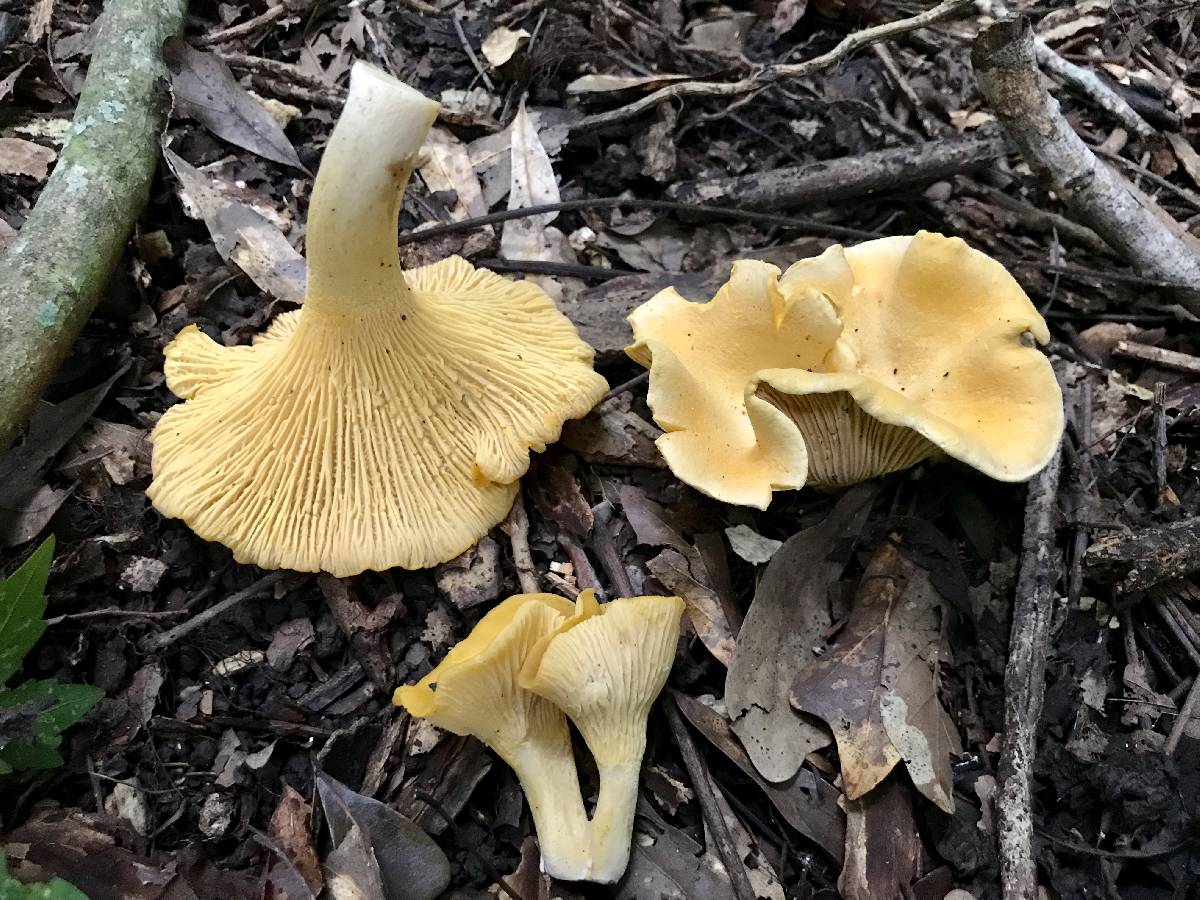 Cantharellus iuventateviridis image