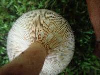 Lactarius quietus image