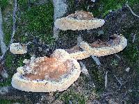Inonotus dryadeus image