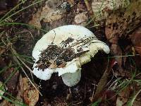 Lactarius subvellereus var. subdistans image