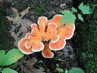 Laetiporus cincinnatus image