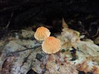 Marasmius siccus image