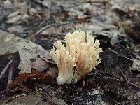 Ramaria formosa image