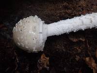 Amanita multisquamosa image