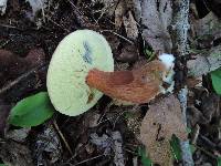 Imleria badia image