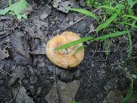 Lactarius psammicola image