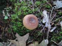 Lactarius quietus var. incanus image