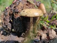 Protostropharia semiglobata image