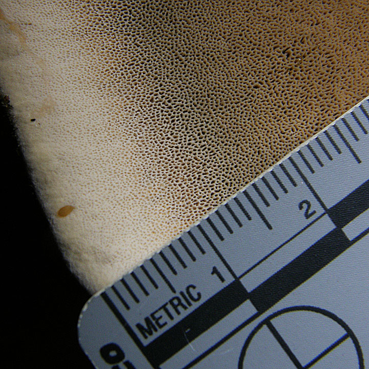 Inocutis ludoviciana image