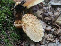 Tapinella atrotomentosa image
