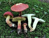 Boletus pallidoroseus image