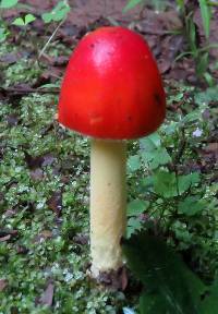 Amanita parcivolvata image