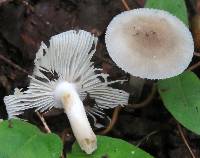 Amanita farinosa image