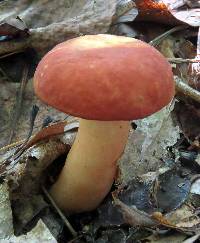 Xanthoconium purpureum image