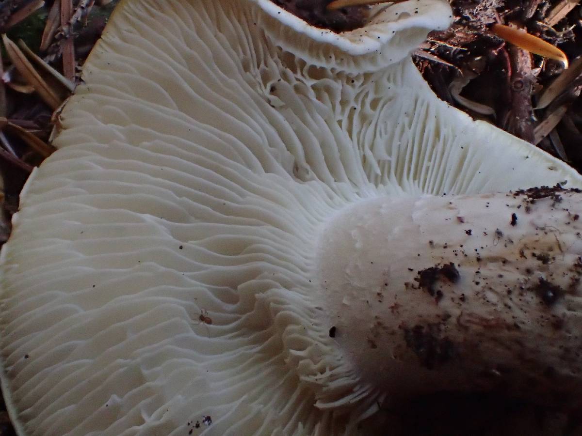 Tricholoma apium image