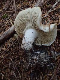 Tricholoma apium image