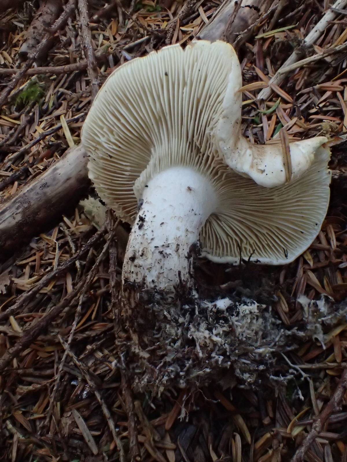 Tricholoma apium image