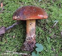 Boletus rufocinnamomeus image