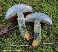 Boletus rufocinnamomeus image