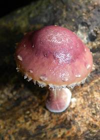 Pholiota polychroa image