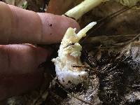 Amanita frostiana image