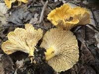 Cantharellus enelensis image