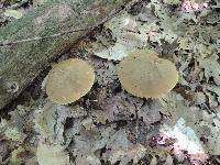 Boletus vermiculosoides image