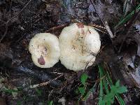 Lactarius maculatipes image