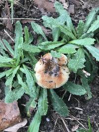 Russula amoenolens image