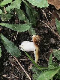 Russula amoenolens image