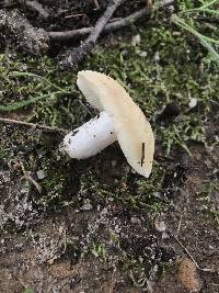 Russula farinipes image