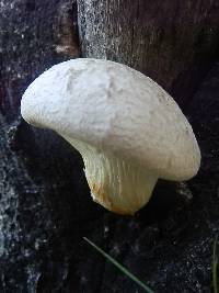 Pleurotus dryinus image