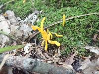 Clavulinopsis fusiformis image