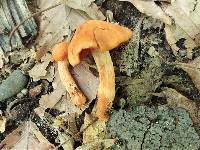 Cortinarius sect. Dermocybe image