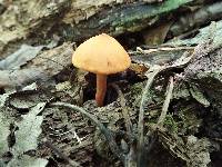 Cortinarius sect. Dermocybe image