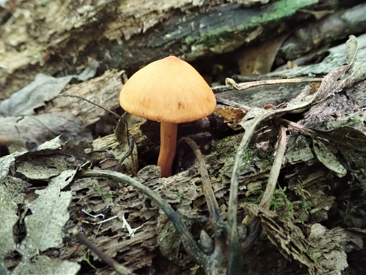 Cortinarius sect. Dermocybe image