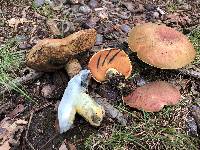 Boletus subluridellus image