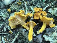 Cantharellus ignicolor image