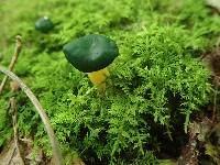 Leotia viscosa image